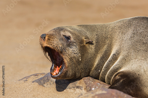 Brown fur seal portrait (Arctocephalus pusillus), Cape Cross, Namibia