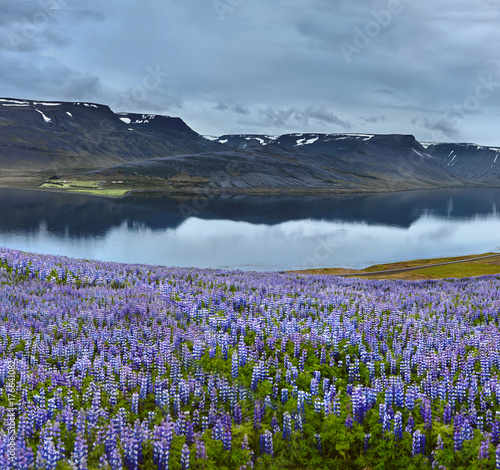 Beautiful Icelandic landscape with field of lupins in the foreground and the mountains and the fjords and the ocean in the background
