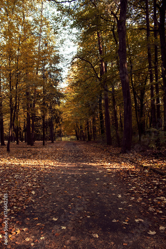 View of the autumn park in beautiful colors, full of sunshine. Beautiful Polish Autumn