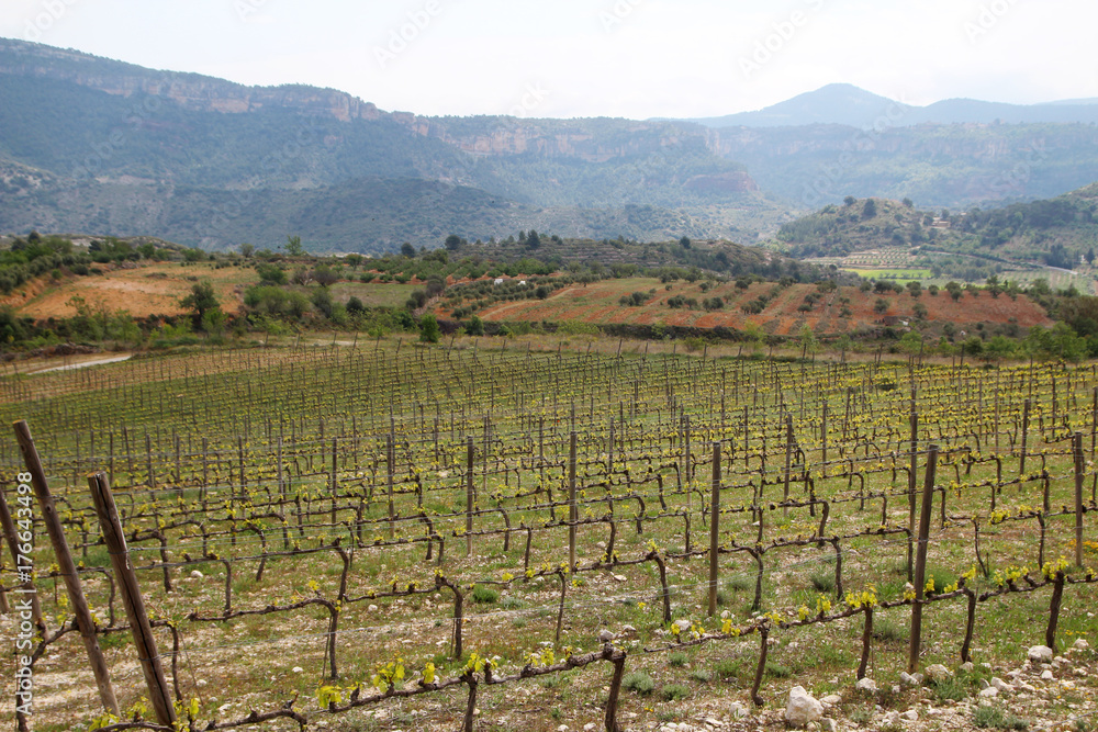 Vineyard in Priorat, Spain 