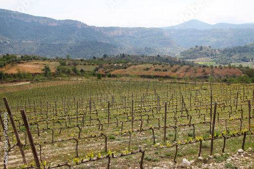 Vineyard in Priorat  Spain 