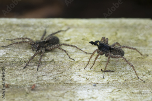 Wolf Spider (Pardosa lugubris) performing courtship ritual dance © Derek