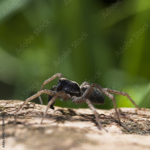 Wolf Spider (Pardosa lugubris) performing courtship ritual dance