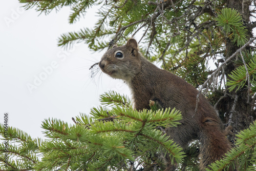 Douglas Squirrel on a branch photo