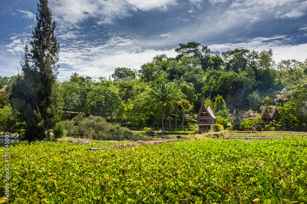 Reeds and trees in a tiny traditional indonesian village around the Lake Toba supervolcano caldera