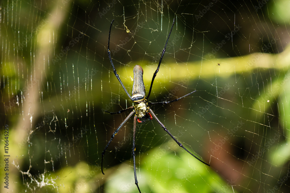 Huge Golden Orb spider in the rainforest Huge Golden Orb spider in the rainforest