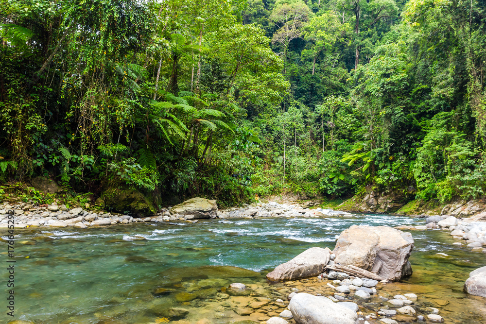 Fototapeta premium A river flowing through tropical rainforest