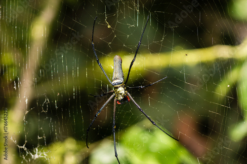 Huge Golden Orb spider in the rainforest