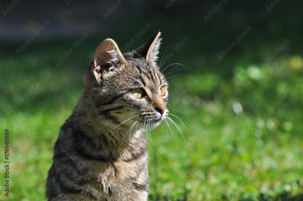 Portrait of Domestic Cat, Gray cat Looking for food in the grass Portrait of Domestic Cat, Gray cat Looking for food in the grass
