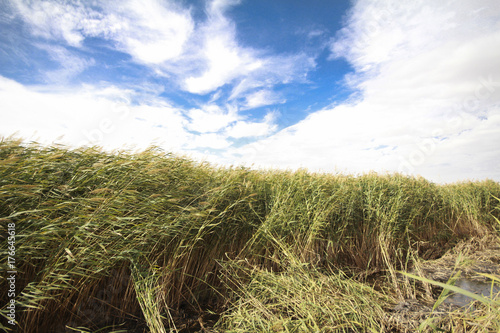 reeds, sky, cloud and sunlight. nature background 