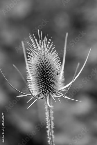 Spiny plant