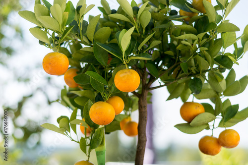 oranges hanging in a small orange tree