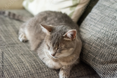Cat sitting on couch
