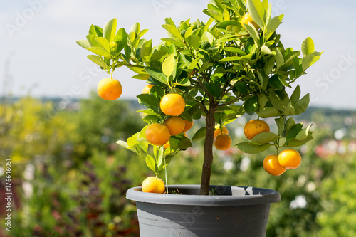 oranges hanging in a small orange tree