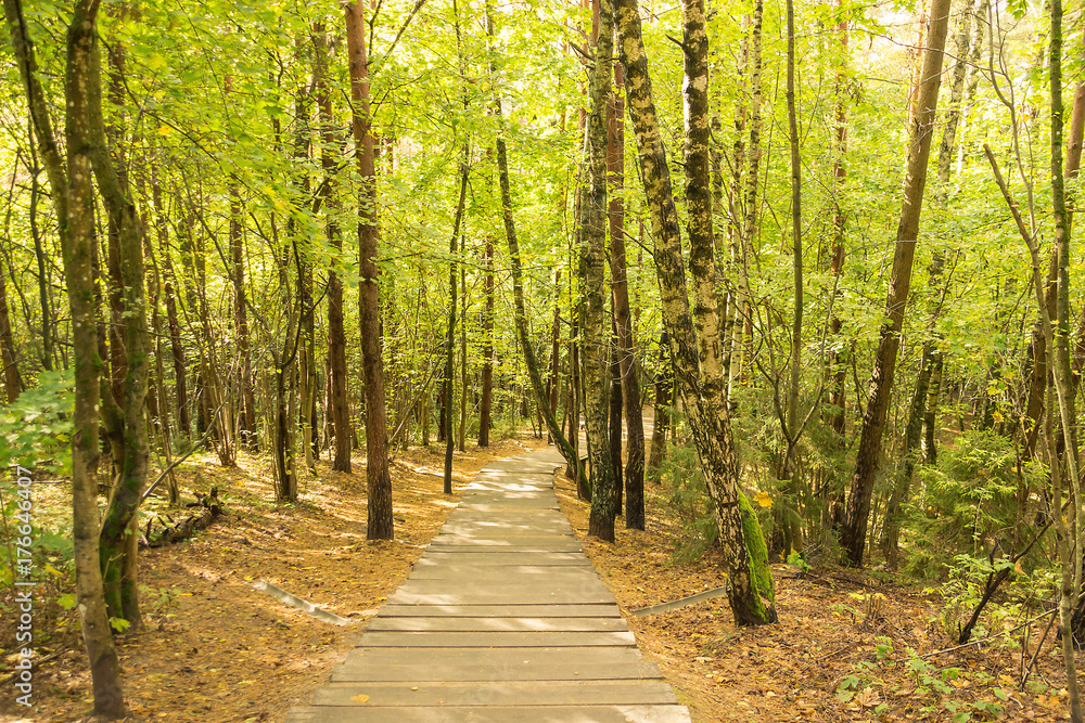 Forest panorama at Treetop Walkway Forest panorama at Treetop Walkway