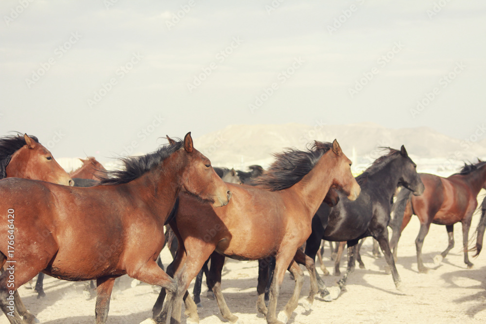 plain with beautiful horses in sunny summer day in Turkey. Herd of thoroughbred horses. Horse herd run fast in desert dust against dramatic sunset sky. wild horses plain with beautiful horses in sunny summer day in Turkey. Herd of thoroughbred horses. Horse herd run fast in desert dust against dramatic sunset sky. wild horses