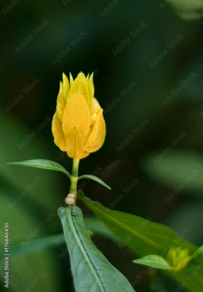 Yellow Flower Yellow Flower