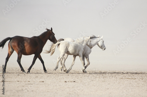 plain with beautiful horses in sunny summer day in Turkey. Herd of thoroughbred horses. Horse herd run fast in desert dust against dramatic sunset sky. wild horses  © FATIR29