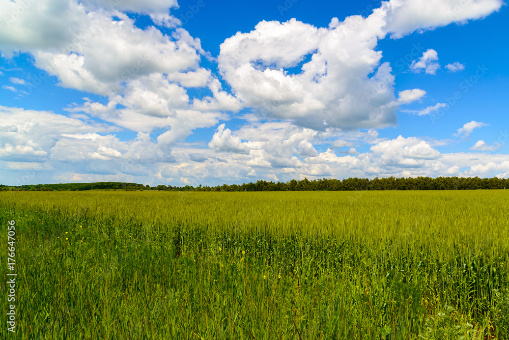 Green wheat field under beautiful cloudy sky Green wheat field under beautiful cloudy sky