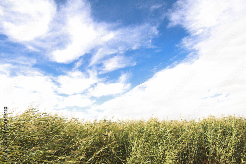 Fototapeta premium reeds, sky, cloud and sunlight. nature background 