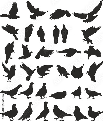pigeon vector silhouettes bird