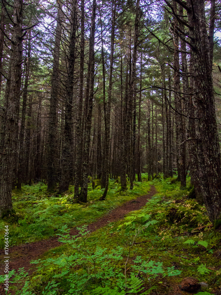 Fototapeta premium Trail through Pine Forest