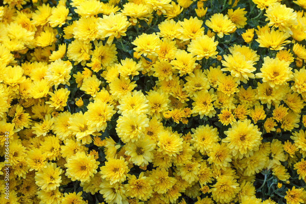 Background texture abstract chrysanthemum yellow flowers spring Background texture abstract chrysanthemum yellow flowers spring