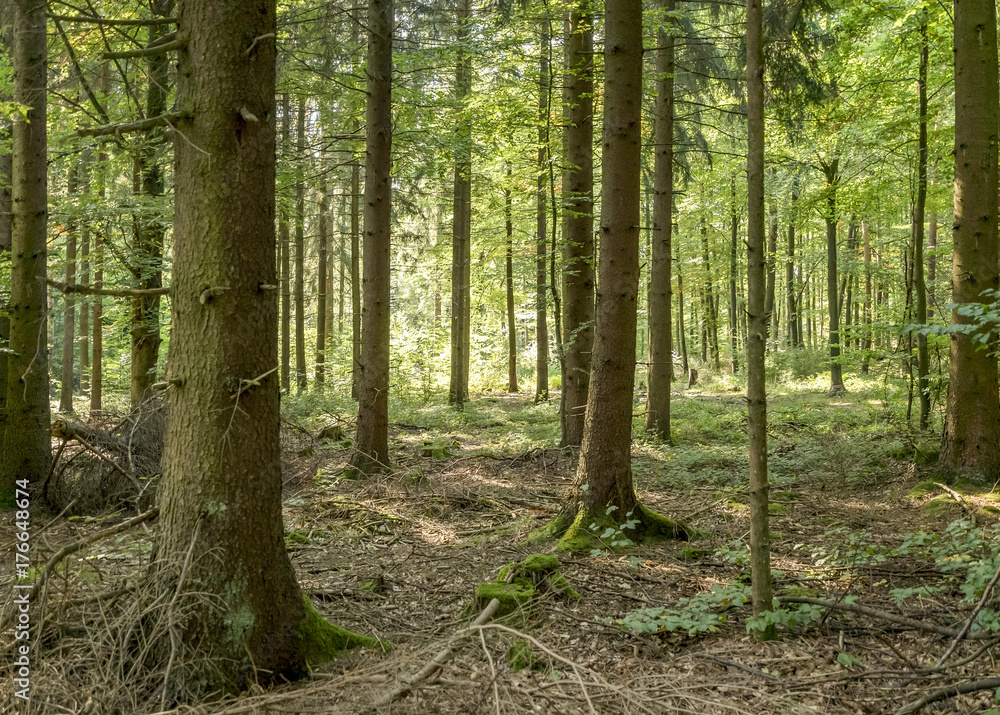 idyllic forest scenery idyllic forest scenery
