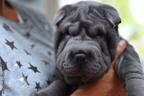 Sharpei