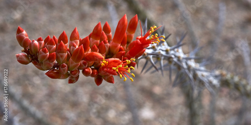Desert blooming ocotillo flowers plant in Anza Borrego State Park photo