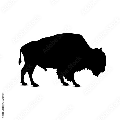Silhouette of buffalo.