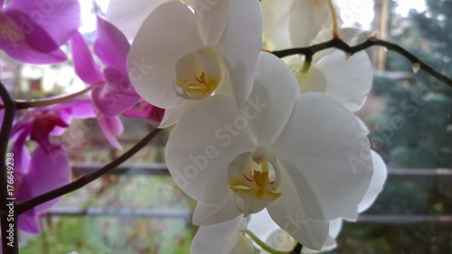 Orchid flowers. Slovakia © Valeria