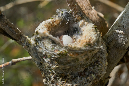 Humminbird nest in Anza Borrego State Park photo