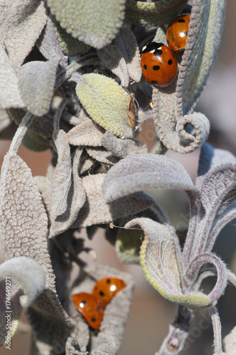 Over wintering 7 spotted ladybirds (Coccinella 7-punctata) in a sage plant