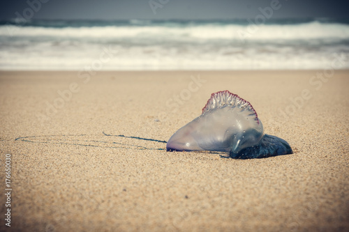 Portuguese man o' war