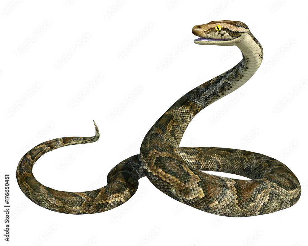 Naklejka premium 3d render złotego węża pytona olbrzymiego na białym tle