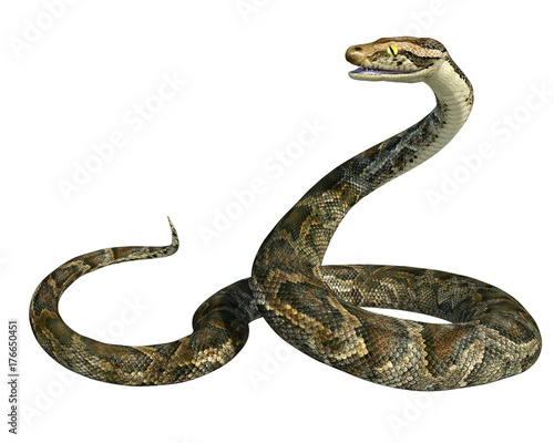 3d render of a golden giant python snake isolated on white photo