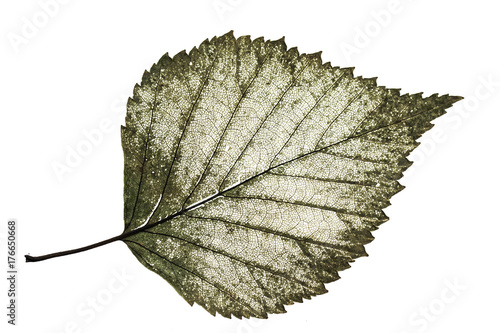 transparent half-decayed old leaf birch with filigree pattern on a white isol...