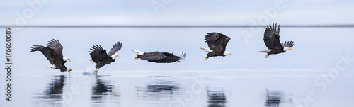 Bald eagles flying over sea