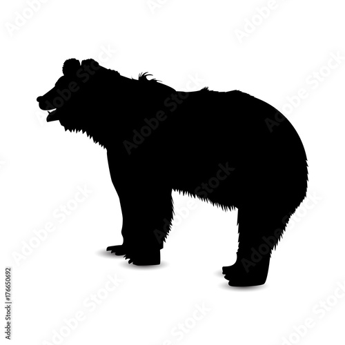 Silhouette of brown  bear.