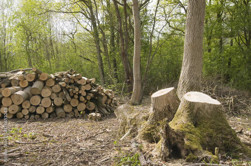 Pile of logs by coppiced ash tree  (fraxinus excelsior)