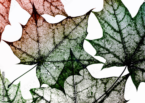 colorful background made of beautiful openwork transparent weightless skeleto...