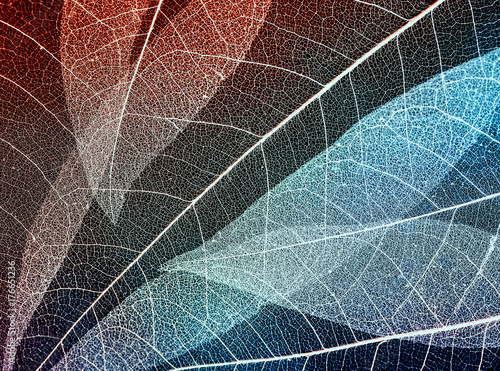 colorful background made of beautiful openwork transparent weightless skeleto...