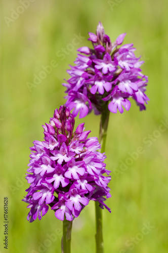Pyramidal Orchid (Anacamptis pyramidalis) flowers