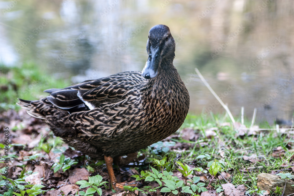 Fototapeta premium duck