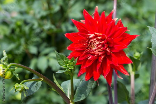 Fototapeta Naklejka Na Ścianę i Meble -  Dahlia semi - kaktus Vulkan in summer garden