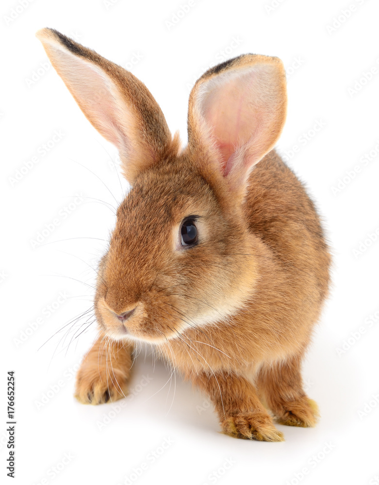 Brown rabbit on white.