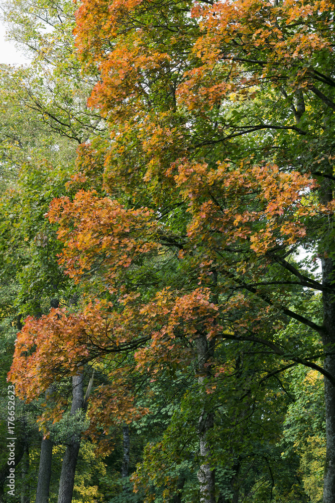 Ahornbaum mit bunten Blättern