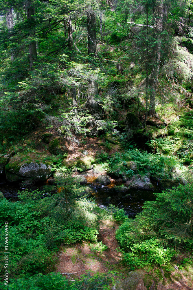 Fototapeta premium Schwarzwald