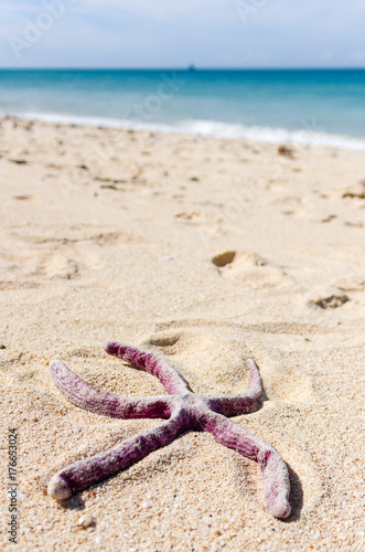 Starfish on a tropical beach after being washed ashore by Super Typhoon Yolanda photo